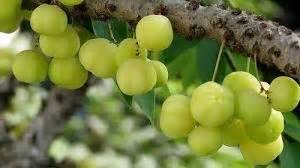 The Health Benefits and Uses of Amalaki - Svastha Ayurveda