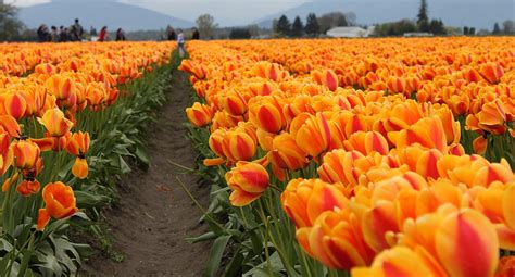 Tulip Festival of Kashmir: A Celebration of Spring's Beauty - Travel Destination Club