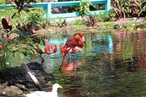 Flamingo Beach – Bonita Wonder Gardens