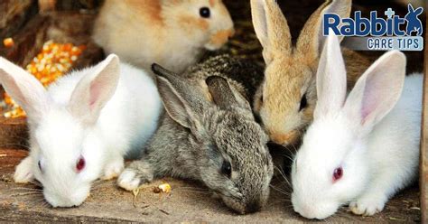 Rabbit Color Genetics: The Complete Guide