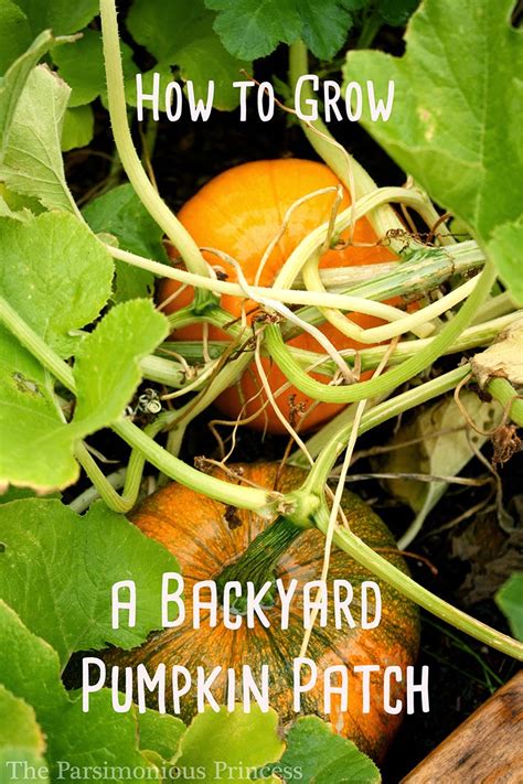 How To Grow Fresh Pumpkins, Best Ideas Ever - Everything About Garden