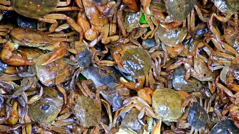 Crab Catching By River In Sundarban || kakra catching in river - YouTube