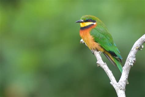 Cinnamon-chested Bee-eater – Holmen Birding Safaris