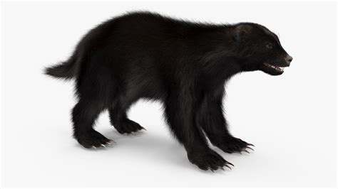 3D Wolverine Dark Color Fur - TurboSquid 2127770