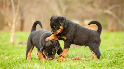 rottweiler puppies