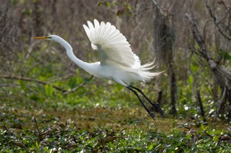 Louisiana Nature Photography Favorites | The Heart of Louisiana