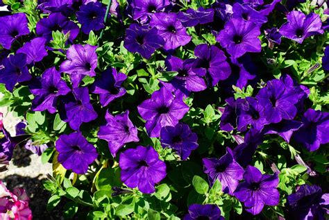 Petunia Blomster · Gratis foto på Pixabay