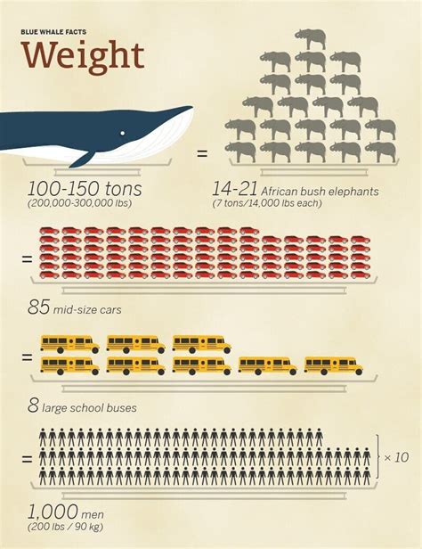 Blue Whale Size Comparison: How Big Are They Compared To Humans?