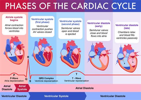 Daniel bernal 06 cardiac cycle bernalstudio | Cardiac cycle, Cardiac nursing, Medical school ...