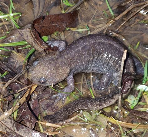 Mole Salamander in February 2022 by Tony Gerard · iNaturalist