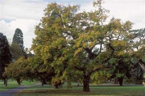 Fast-Growing Shade Trees for USDA Zones 5 to 10