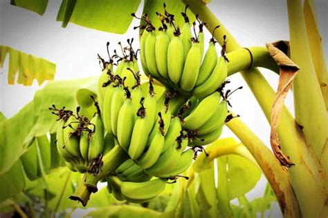 How to Prepare the Soil for Banana Plants: Best Soil Mix, pH, Compost, and Recipe