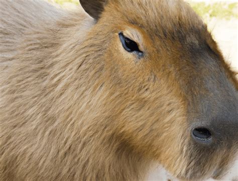 Capybara Facts - Baby Capybara