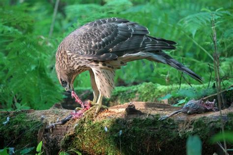 Goshawk Symbolism & Meaning (+Totem, Spirit & Omens) | World Birds