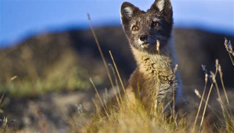 Greenland’s beautiful wildlife in pictures