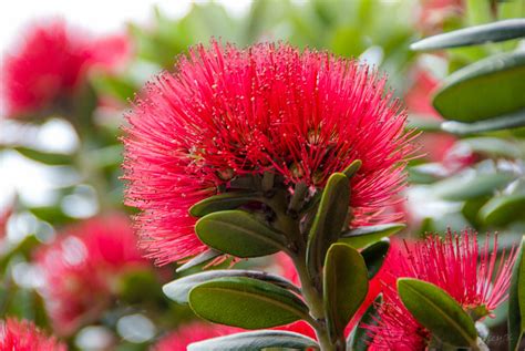 The Pohutukawa Flower | Because I can't drive for a while be… | Flickr