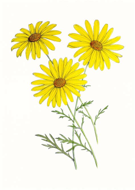 Flowers Yellow Vintage Art Free Stock Photo - Public Domain Pictures