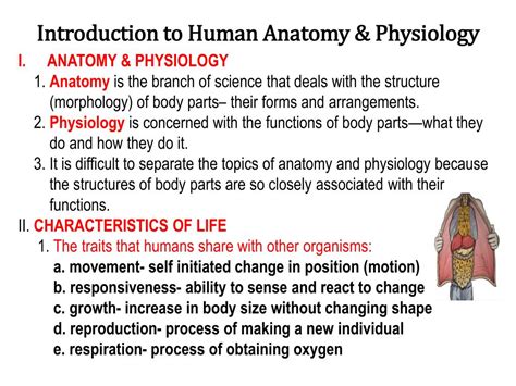 PPT - Introduction to Human Anatomy & Physiology PowerPoint Presentation - ID:517606