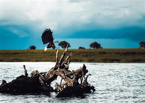 African Sea Eagle [2201 x 1567] – gogambar