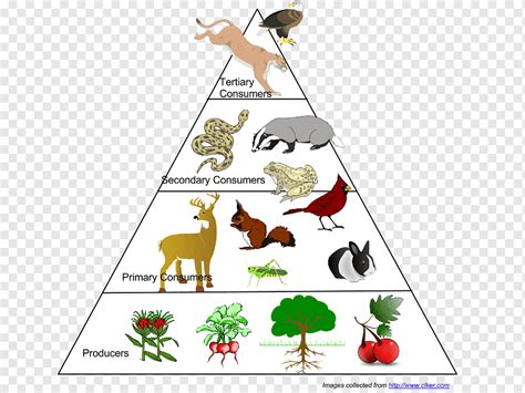 Food web Ecological pyramid Food chain Ecosystem Ecology, food pyramid, mammal, food, biology ...