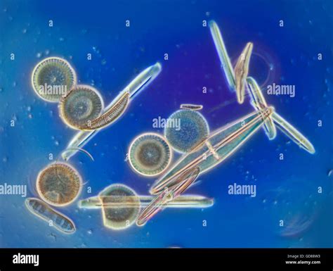 Fossil diatoms photomicrograph hi-res stock photography and images - Alamy