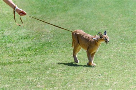 Caracals as Pets: Where They're Legal & How to Care for Them