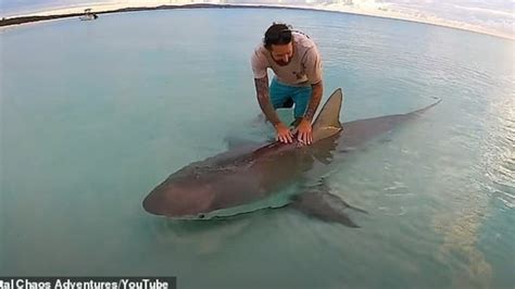 WATCH: Video shows 3m shark caught off Fraser Island | Fraser Coast Chronicle