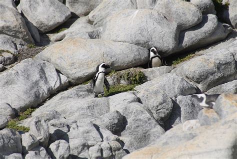 Penguins Breeding at New Colony: A World-First For African Penguins ...