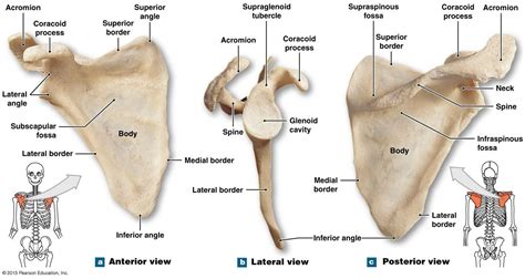 the right scapula | Human bones anatomy, Medical anatomy, Human skeleton anatomy