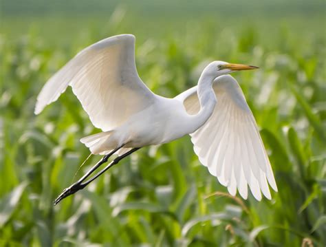 Great Egret | Audubon Connecticut