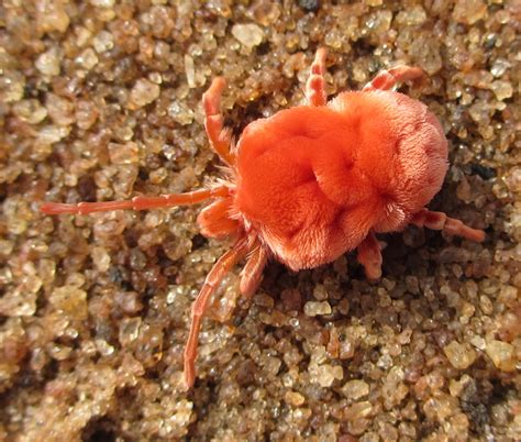 File:Giant red velvet mite 2.jpg - Wikimedia Commons