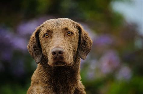 Chesapeake Bay Retriever Colors – 3 Gorgeous Shades