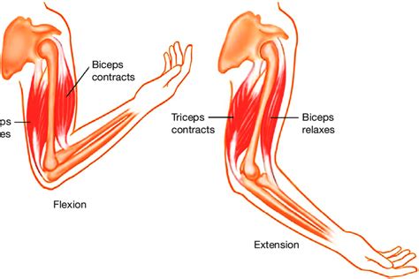 Bicep And Tricep Diagram