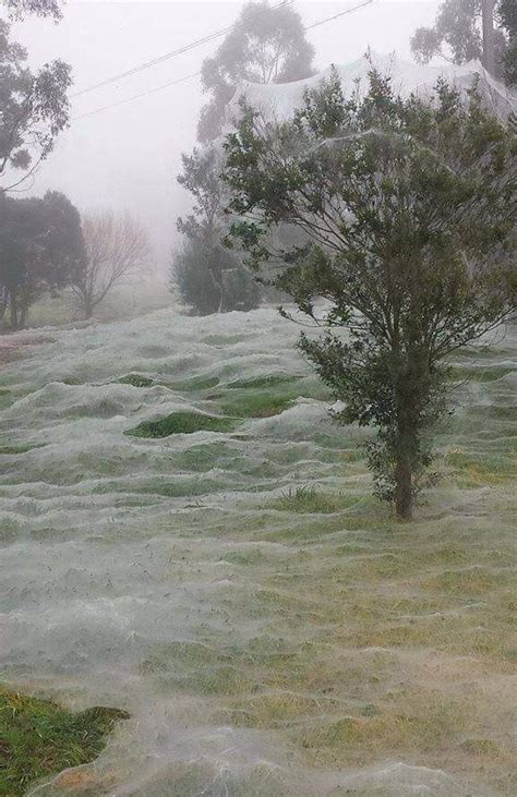 It's the Australian Spider season : pics