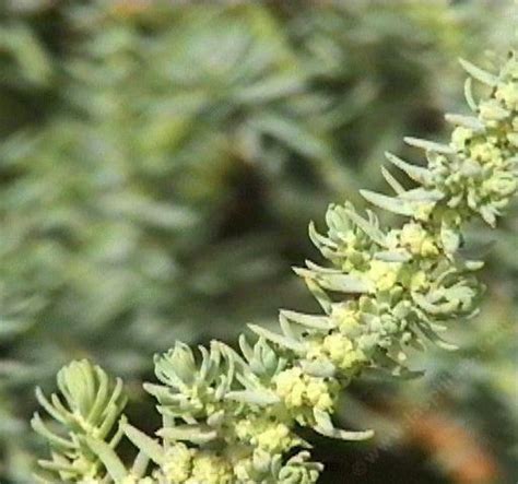 Suaeda californica, Seepweed