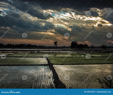 Rice Paddies stock image. Image of rice, reflection, thailand - 67891423