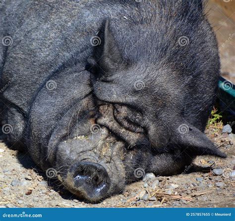 The Iberian Pig is a Traditional Breed of the Domestic Pig Sus Scrofa Domesticus Stock Image ...