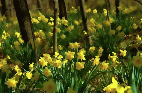 Forest Yellow by Phil Koch | Spring scenery, Beautiful flowers, Flower field