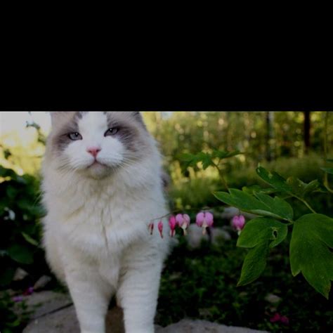 Snowflake | Cats, Animals, Photography