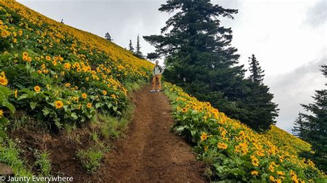 Dog Mountain Trail, Columbia River Gorge Area, WA