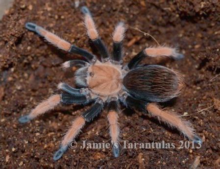 Welcome to our new information site! - Aphonopelma bicoloratum (Mexican ...