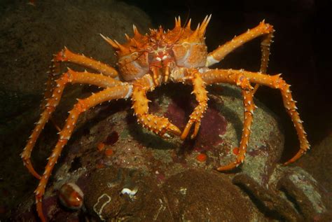 Spiny king crab | Animals | Monterey Bay Aquarium