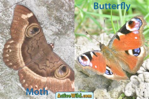 Moth Vs Butterfly: How To Tell The Difference, Pictures & Examples