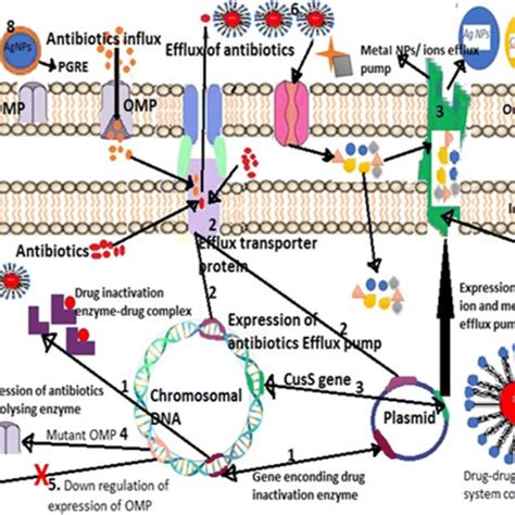 Molecular mechanisms of antibiotic resistance. (Addae et al. 2014)... | Download Scientific Diagram