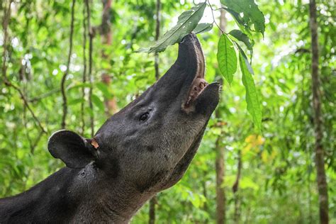 Baird's Tapir Browsing On Leaves, Corcovado Np, Costa Rica Photograph ...