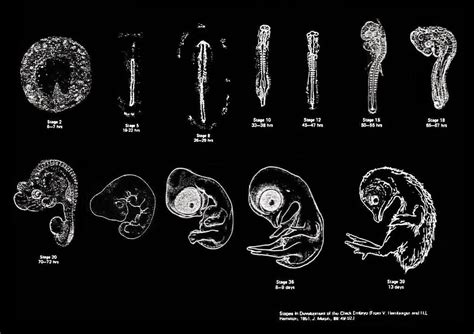 Stages in Development of the Chick Embryo | The stages illus… | Flickr