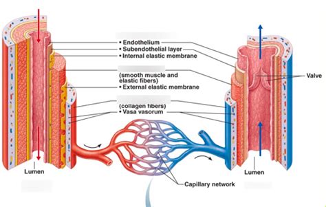 blood vessel histology Diagram | Quizlet