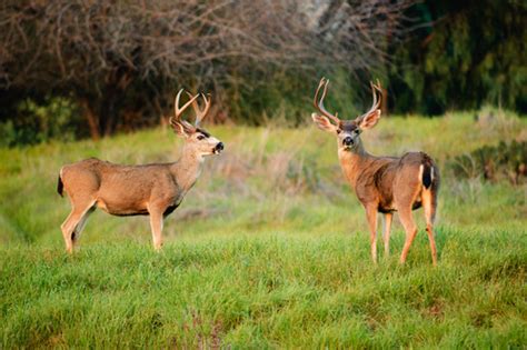 Types of Deer and How To Tell The Difference (2023)