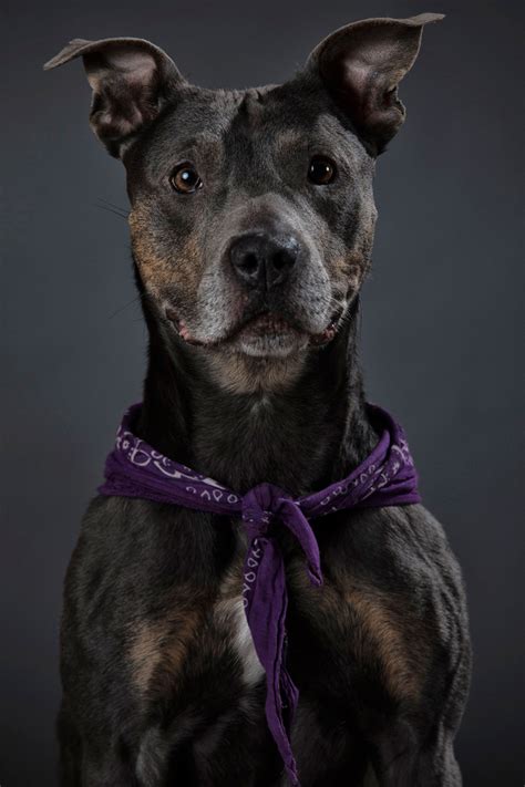 Battersea Dogs Home: Portraits of animals that were left behind at Christmas