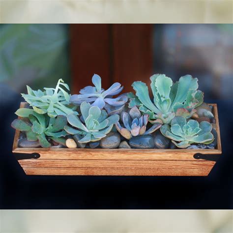 Succulents on Wood Tray (SF116) in Claremont, CA | Sherwood Florist & UniqueArt Gallery